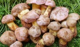 正泰野生菌贴吧爆料最新,神秘事件引发热议