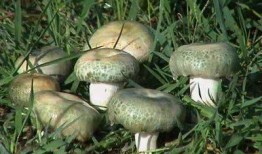 正泰野生菌贴吧爆料最新,神秘事件引发热议